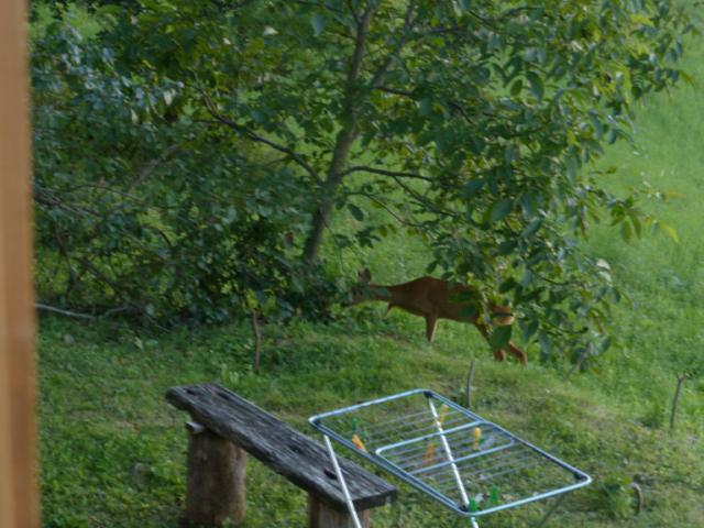 Into the Wild (..si f per dire)